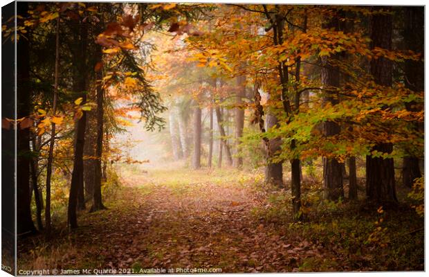Autumn forest pathway Canvas Print by James Mc Quarrie