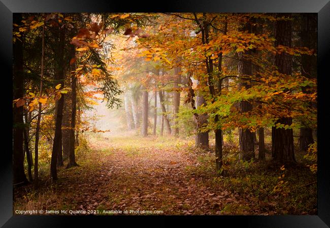Autumn forest pathway Framed Print by James Mc Quarrie