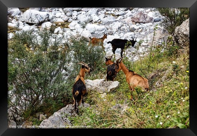 Graceful Chamois in the Picos Mountains Framed Print by Roger Mechan