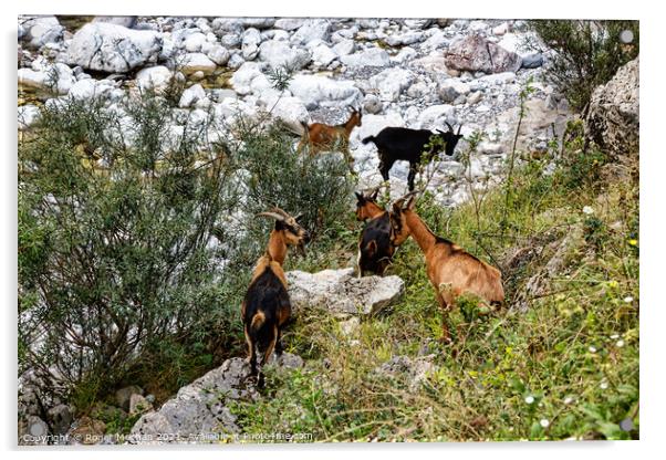 Graceful Chamois in the Picos Mountains Acrylic by Roger Mechan
