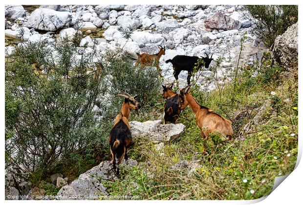 Graceful Chamois in the Picos Mountains Print by Roger Mechan