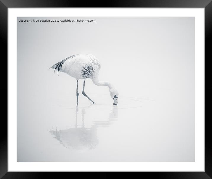 Flamingo in Mono Framed Mounted Print by Jo Sowden