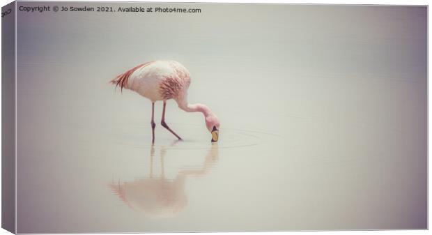 Feeding Flamingo Canvas Print by Jo Sowden