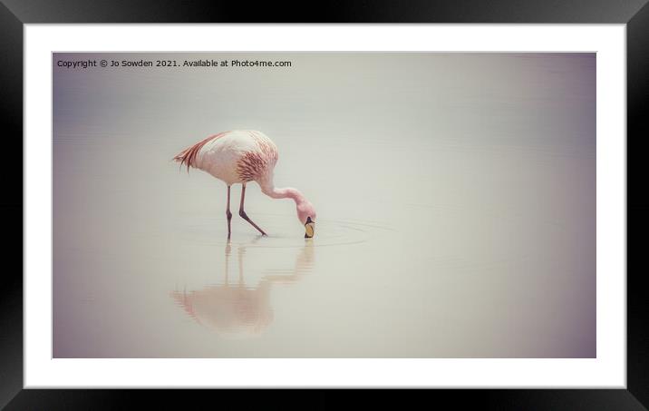 Feeding Flamingo Framed Mounted Print by Jo Sowden