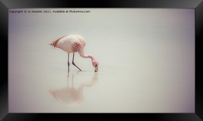 Feeding Flamingo Framed Print by Jo Sowden