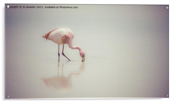 Feeding Flamingo Acrylic by Jo Sowden