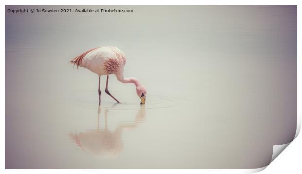Feeding Flamingo Print by Jo Sowden