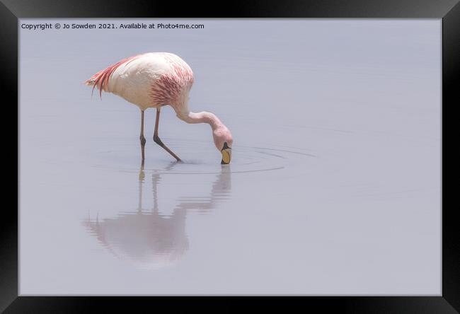 Flamingo Framed Print by Jo Sowden