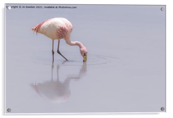 Flamingo Acrylic by Jo Sowden