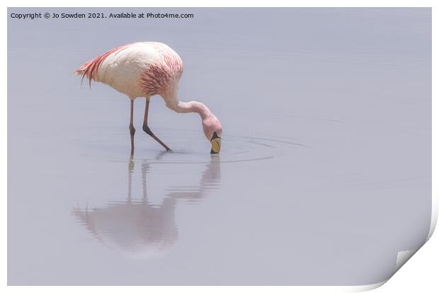 Flamingo Print by Jo Sowden