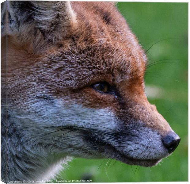 Red Fox Canvas Print by Adrian Rowley