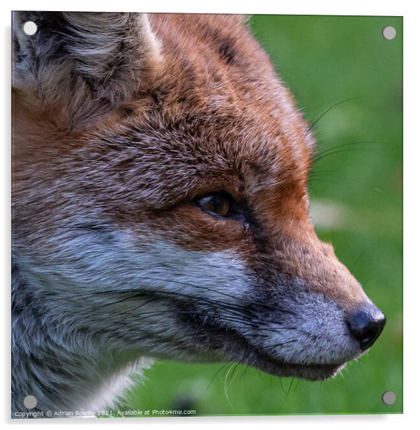 Red Fox Acrylic by Adrian Rowley