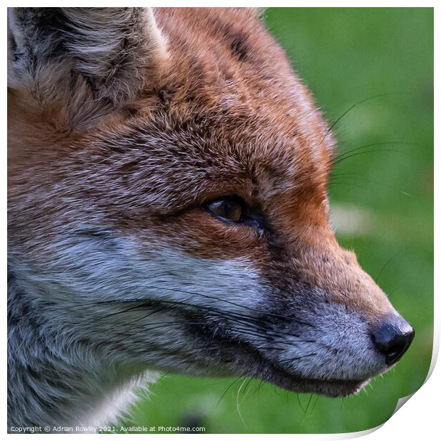 Red Fox Print by Adrian Rowley