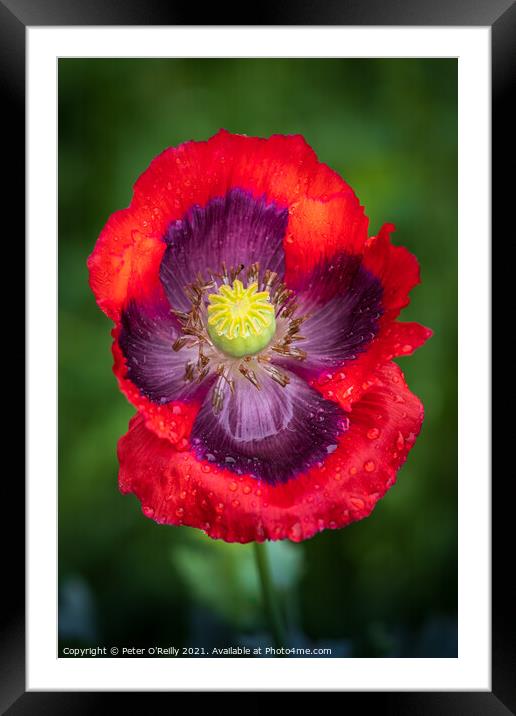 Poppy Portrait Framed Mounted Print by Peter O'Reilly