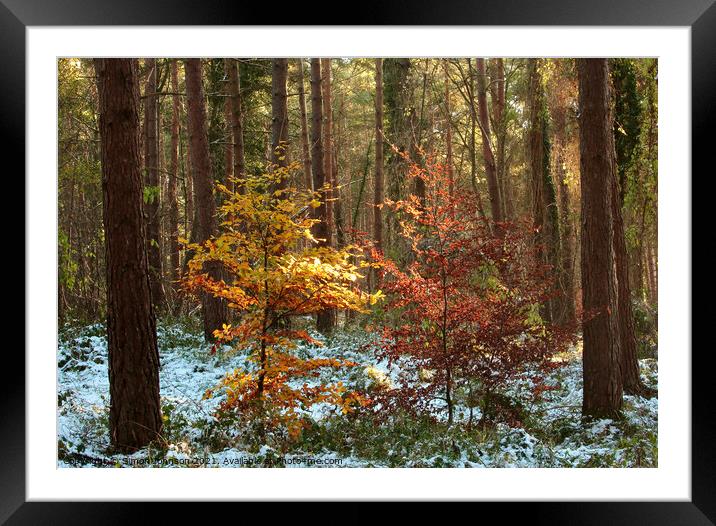  A pair of autumn trees Framed Mounted Print by Simon Johnson