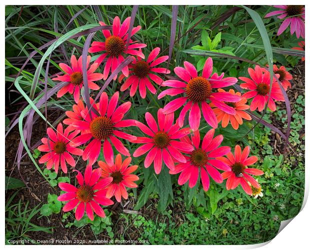 Vibrant Red Coneflower Bouquet Print by Deanne Flouton