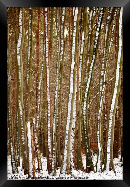frosted tree trunks Framed Print by Simon Johnson