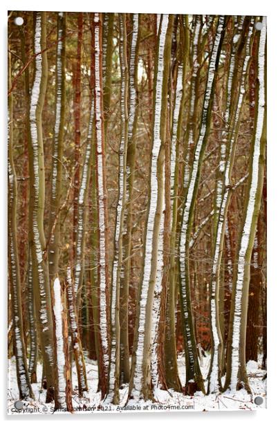 frosted tree trunks Acrylic by Simon Johnson