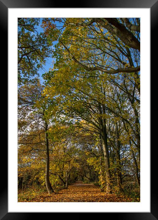 Autumn on the Wirral Circular Trail Framed Mounted Print by Jason Wells