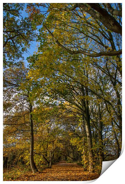 Autumn on the Wirral Circular Trail Print by Jason Wells