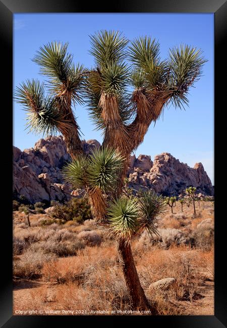 Many Branches Yucca  Brevifolia Mojave Desert Joshua Tree Nation Framed Print by William Perry