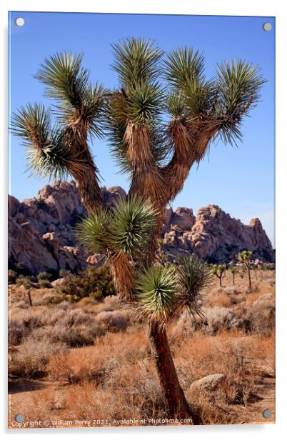 Many Branches Yucca  Brevifolia Mojave Desert Joshua Tree Nation Acrylic by William Perry