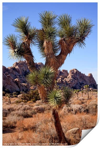 Many Branches Yucca  Brevifolia Mojave Desert Joshua Tree Nation Print by William Perry
