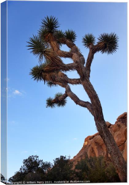 Yucca  Brevifolia Evening Mojave Desert Joshua Tree National Par Canvas Print by William Perry