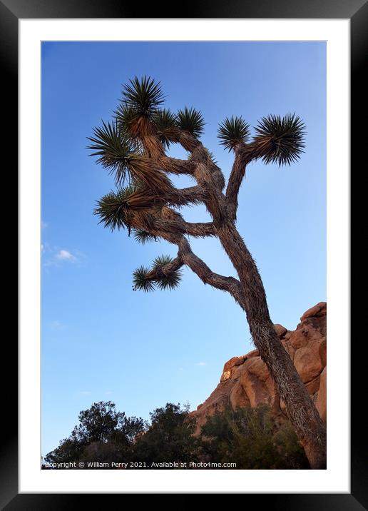 Yucca  Brevifolia Evening Mojave Desert Joshua Tree National Par Framed Mounted Print by William Perry