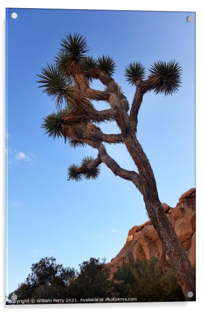 Yucca  Brevifolia Evening Mojave Desert Joshua Tree National Par Acrylic by William Perry