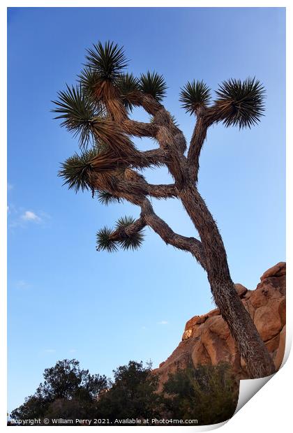 Yucca  Brevifolia Evening Mojave Desert Joshua Tree National Par Print by William Perry
