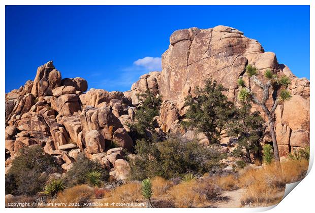 Hidden Valley Rock Yucca  Brevifolia Mojave Desert Joshua Tree N Print by William Perry
