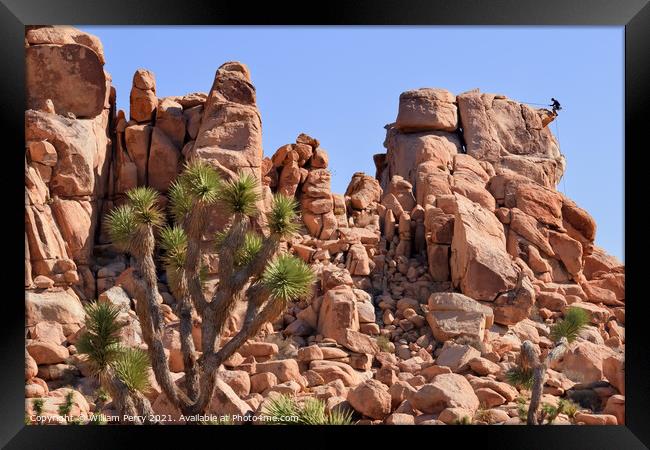 Rock Climb Yucca  Brevifolia Mojave Desert Joshua Tree National  Framed Print by William Perry