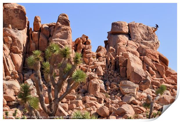 Rock Climb Yucca  Brevifolia Mojave Desert Joshua Tree National  Print by William Perry