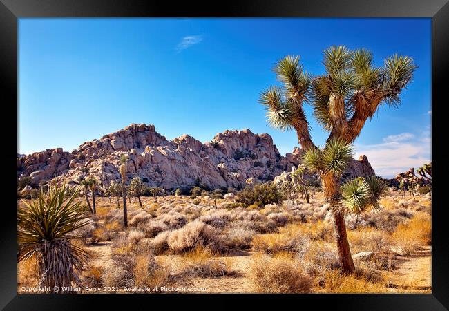 Yucca  Brevifolia Mojave Desert Joshua Tree National Park Califo Framed Print by William Perry