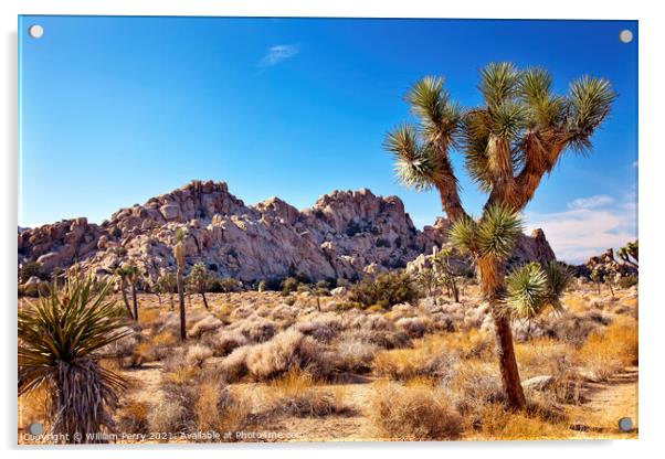 Yucca  Brevifolia Mojave Desert Joshua Tree National Park Califo Acrylic by William Perry
