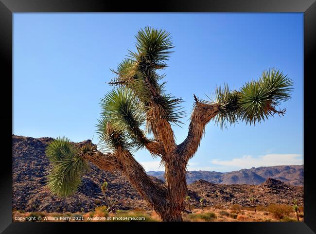 Yucca  Brevifolia Mojave Desert Joshua Tree National Park Califo Framed Print by William Perry
