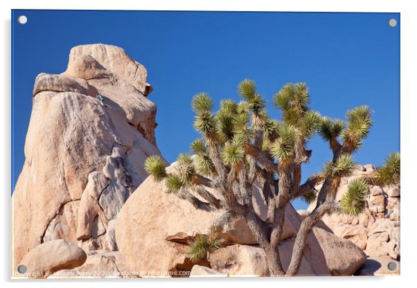 Rock Climb Yucca  Brevifolia Mojave Desert Joshua Tree National  Acrylic by William Perry
