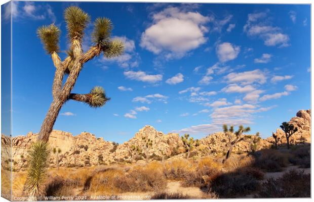 Yucca  Brevifolia Mojave Desert Joshua Tree National Park Califo Canvas Print by William Perry