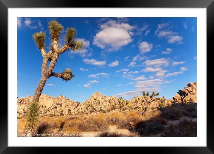Yucca  Brevifolia Mojave Desert Joshua Tree National Park Califo Framed Mounted Print by William Perry