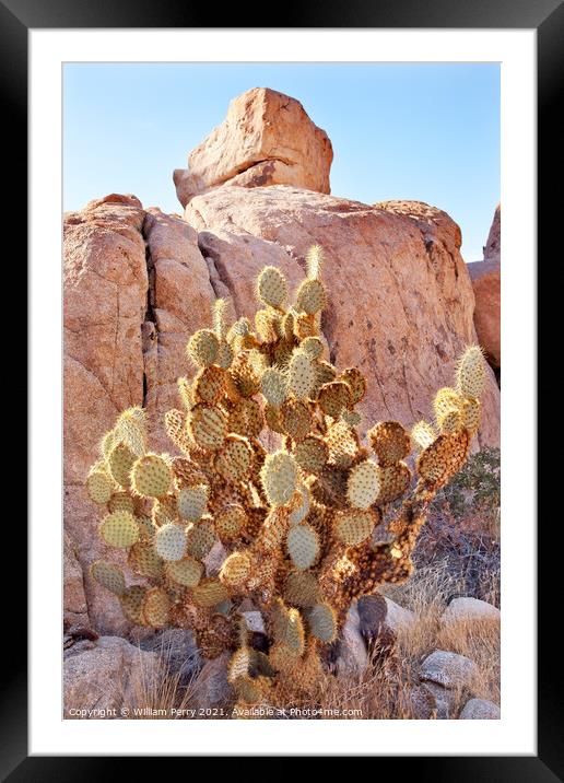 Prickly Pear Cactus Hidden Valley Mojave Desert Joshua Tree Nati Framed Mounted Print by William Perry