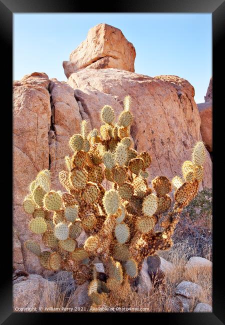 Prickly Pear Cactus Hidden Valley Mojave Desert Joshua Tree Nati Framed Print by William Perry