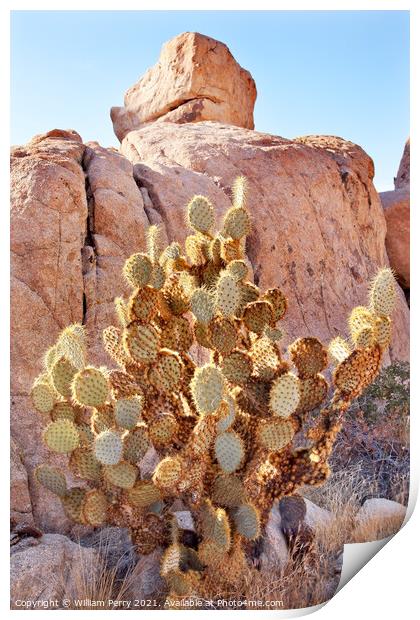 Prickly Pear Cactus Hidden Valley Mojave Desert Joshua Tree Nati Print by William Perry