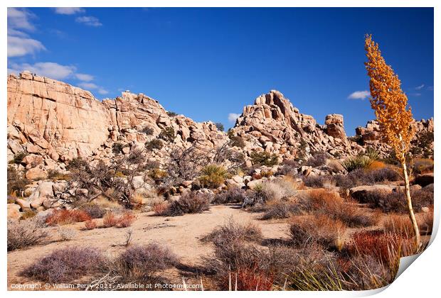 Yucca Nolina Beargrass Hidden Valley Mojave Desert Joshua Tree N Print by William Perry