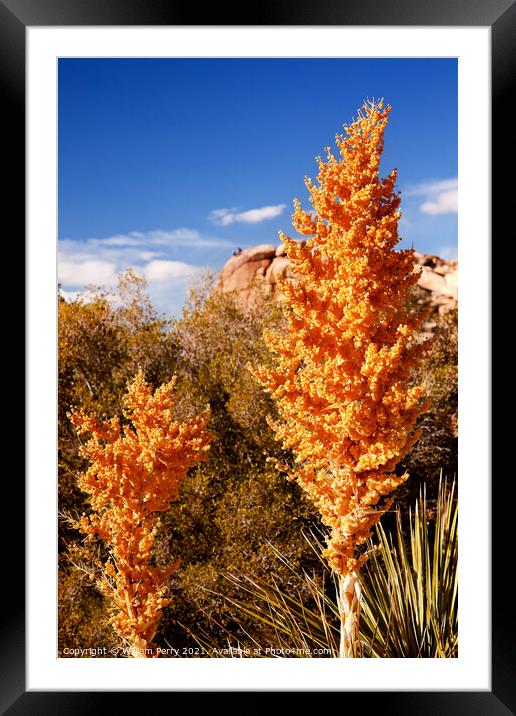 Yellow Nolina Beargrass Blossums Hidden Valley Mojave Desert Jos Framed Mounted Print by William Perry
