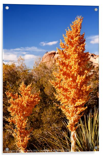 Yellow Nolina Beargrass Blossums Hidden Valley Mojave Desert Jos Acrylic by William Perry