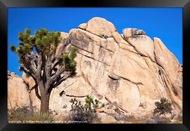 Rock Climb Yucca  Brevifolia Mojave Desert Joshua Tree National  Framed Print by William Perry