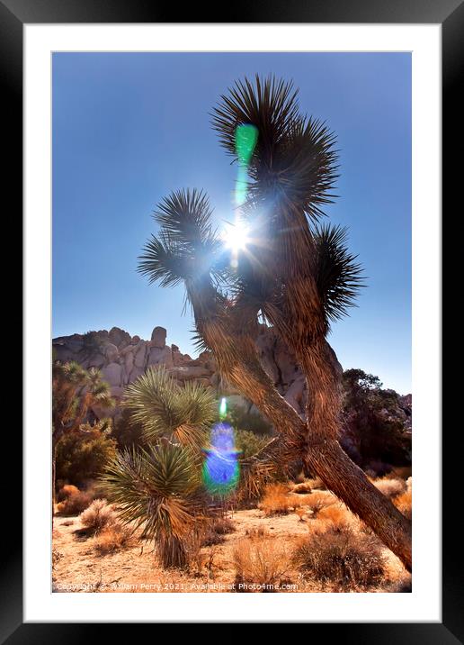Sun Yucca  Brevifolia Sun Flare Mojave Desert Joshua Tree National P Framed Mounted Print by William Perry