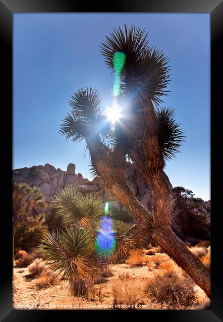 Sun Yucca  Brevifolia Sun Flare Mojave Desert Joshua Tree National P Framed Print by William Perry