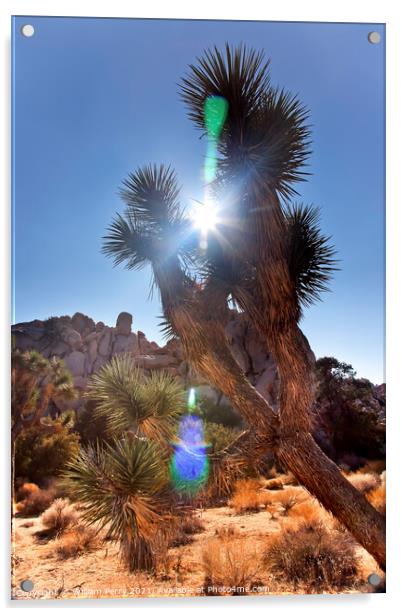 Sun Yucca  Brevifolia Sun Flare Mojave Desert Joshua Tree National P Acrylic by William Perry